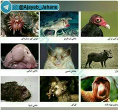 ده تا از زشت ترین حیوانات