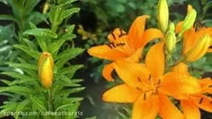 حالم این روزا حال خوبی نیست 