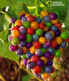 این انگورهای رنگارنگ فتوشاپی نیستند ، این ترکیب رنگ طی فر