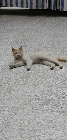 گاگول سامای اعظم:چویا😐🐾