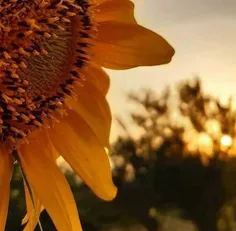 🌻🌻🌻🌻☀☀☀🌻🌻🌻🌻