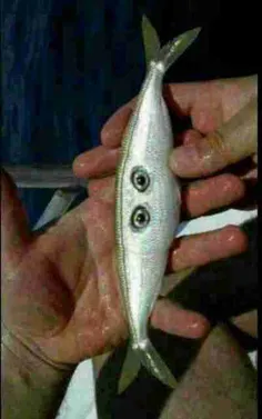 کی ماهی این شکلی دیده !!!