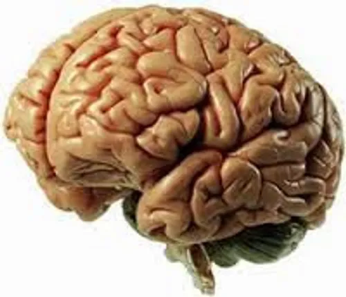 نكاتي كه همه بايد در مورد مغز و بيماري آلزايمر بدانند؟