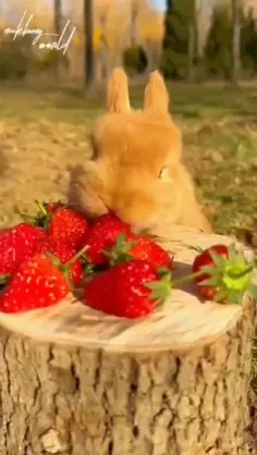 میخوام فعالیت امروز با ی خرگوش کوچولو شروع کنم 