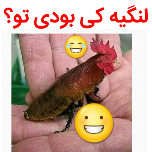 خودش میدونه این کدوم لنگیه😂