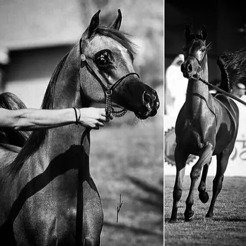 horse horses stallion stallions black blackandwhite beaut