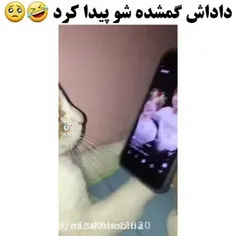 واکنش گربه❤