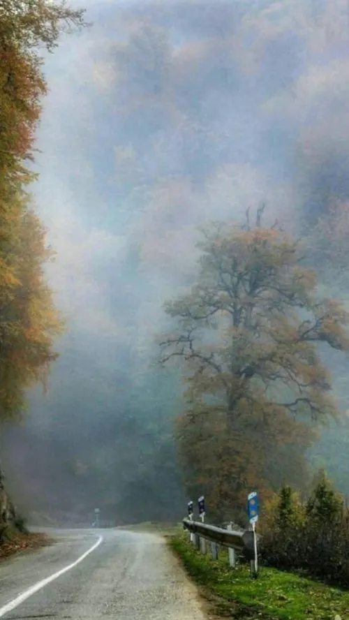 جنگل دالخانی رامسر، مازندران