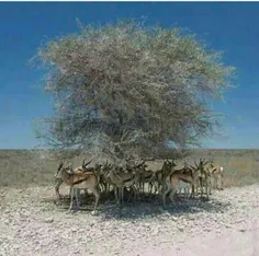 اهمیت یک درخت در محیط زیست