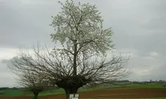 تصویری عجیب از یک درخت در ایتالیا این درخت در واقع یک درخ