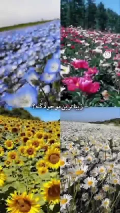 زیبایی فقط حامیم 