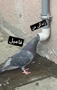 دقیقا همینجوریه🤣