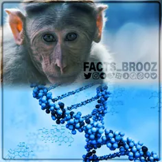 محققان مغز میمون رو دستکاری کردن تا بزرگتر شه و شبیه مغز 