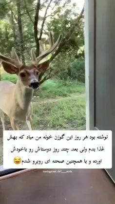 ولی گوزنه دیگه خیلی پرویه😂