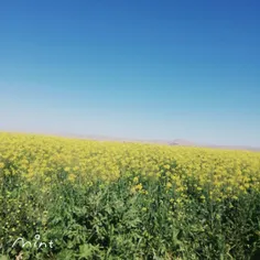 شنیدن کی بوود مانند دیدن...