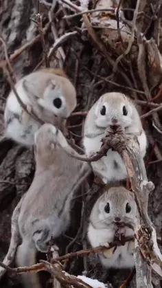 یه گاز، فقط یه گاز کوچولو 🥰 