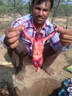 جانوری ادم نما که در هندستان پیدا شده