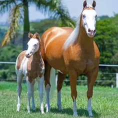 آیا میدانید که اسب ها می‌توانند بصورت ایستاده و یا نشسته 