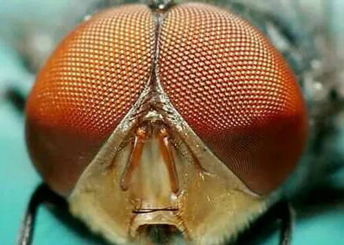 حشرات به پلک نیازی ندارند. سطح چشمان آنها به سختی استخوان