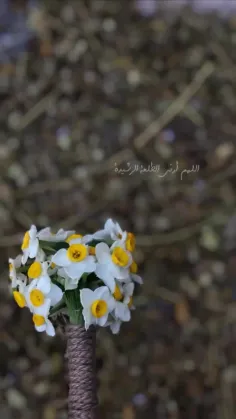 🌿 ~ { وَالصُّبْحِ إِذَا تَنَفَّسَ }