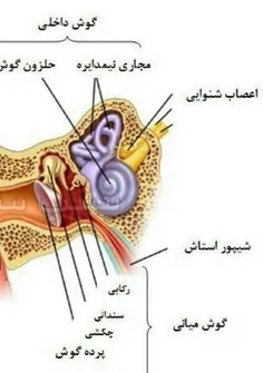 🔻 جرم گوش دارای خاصیت چربی اسیدی است و سبب نرمی پرده گوش 