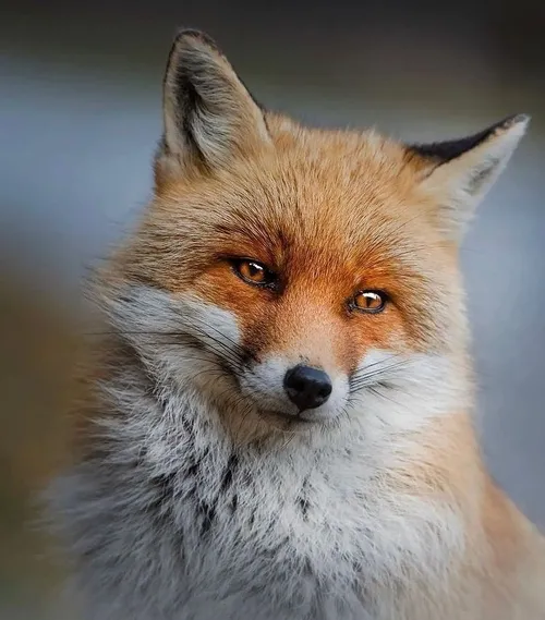 روباه با ادب است