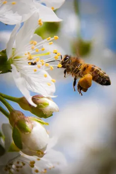زنبور می‌شوم که لبت را عسل کنم