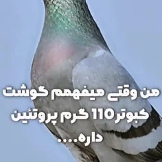 حاج پوری چه کفتر خوبی هستی شما