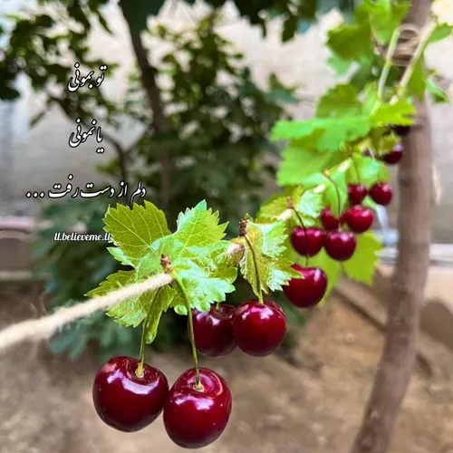 🌱🍒تو بمونی