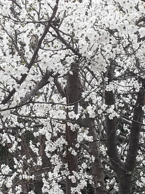 شکوفه های درخت آلوچه 😍