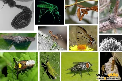 بدن حشره های بالغ از سه قسمت سر، سینه و شکم تشکیل شده است