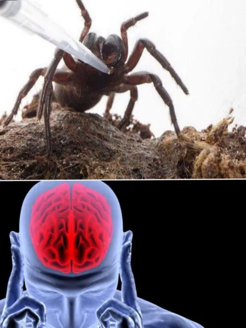 درمان سکته مغزی با زهر عنکبوت استرالیایی !