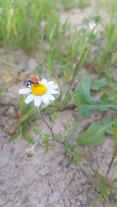 بعضی چیزها در جهان خیلی مهم تر از دارایی هستند