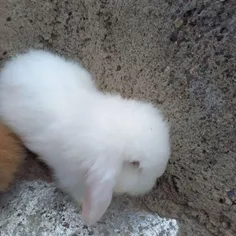 اینم خرگوش های منو دختر خالم🥰🥰