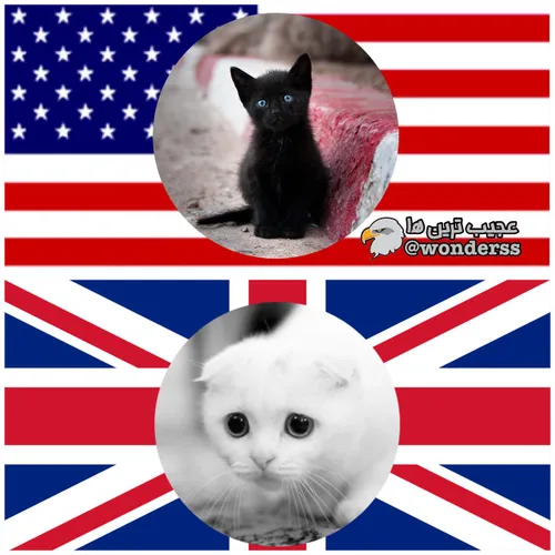 درحالی که در انگلیس گربه سفید نماد بدشانسی است، در آمریکا
