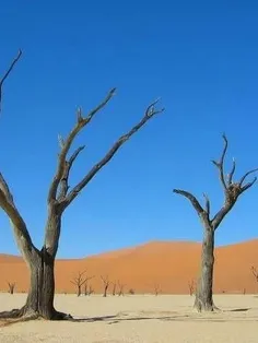 دانشمندان جهان معتقدند درختی که در ۴سال ثمر ندهد بعدش هم 