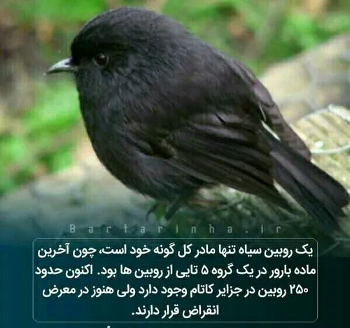 دانستنی ها عکس نوشته