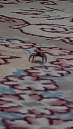 عنکبوتع🕷