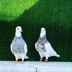 Pigeon_lover.iran