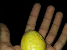 frut jonub (bidam)