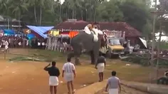 لحظه رم کردن فیل