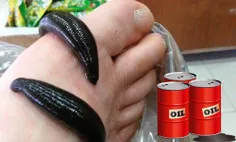 🌍 تایلندی ها به اندازه صادرات نفت ایران، از فروش زالو درآ