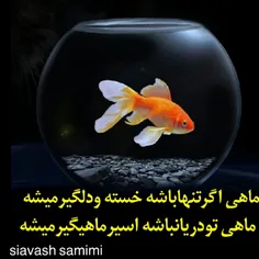 گوناگون siavash.samimi 22970792