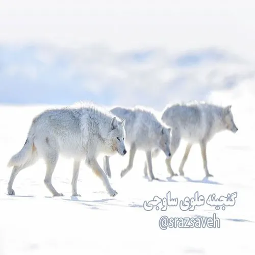 گرگ های سفید