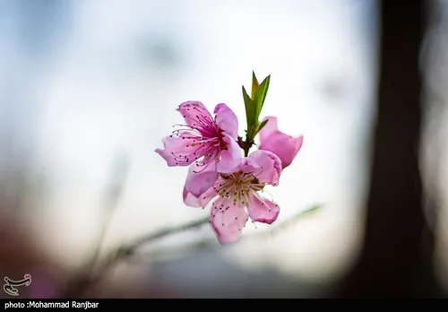 شکفتن شکوفه های بهاری در گیلان