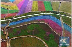 جشنواره گل‌های لاله در #چین در آستانه بهار