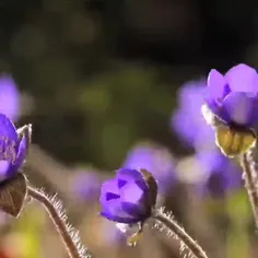 ☔️......‌بار پرودگارا