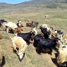یوسف وقتی برادرشو از دور نگاه می‌کنه که ..،😂😂