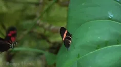 پروانه پستچی postman butterfly، گونه‌ای از پروانه‌های رنگ
