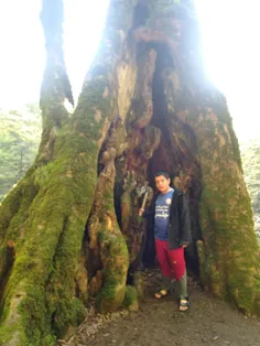 قدیمی درختان جنگلی دنیا(هیرکانی)درخت عظیم غار دانیال